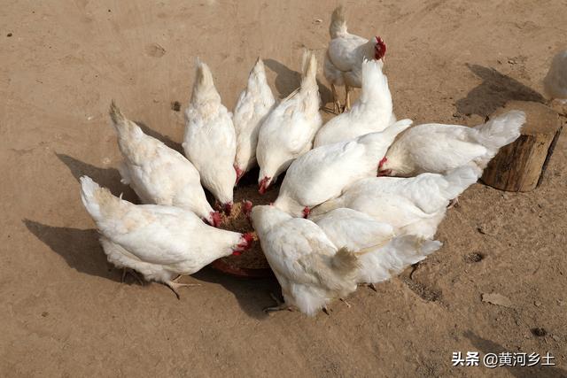 农村7旬老人家养“雪鸡”产蛋9元一斤供不应求，想买电话排队预约