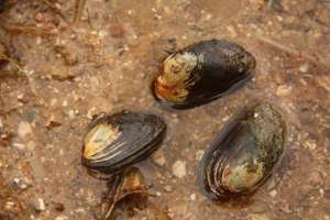 为什么河蚌养殖的很少(农村沟渠塘坝经常见到的河蚌，个大肉肥易捕捉，为啥没人吃它们？)