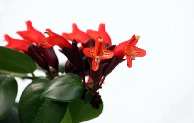 毛萼口红花怎么养？盆栽毛萼口红花的养殖方法和注意事项！