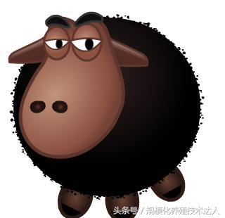 耐粗饲,抗病强,适应力强,肉质细,有较高的经济价值-丹巴黑绵羊!