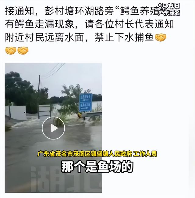广东茂名暴雨致养殖场鳄鱼出逃，周边村发布紧急通知？镇政府回应：确有此事，正在抓捕
