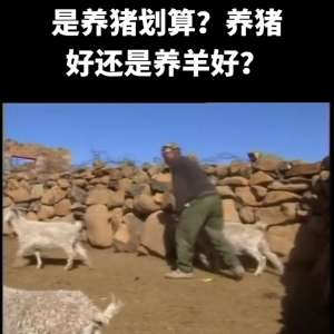 山羊和和绵羊养殖利润(在农村养羊划算还是养猪划算？养猪好还是养羊好？)