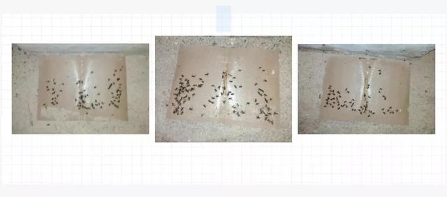 「创澳分享」养殖场苍蝇多是什么原因，有什么办法可以驱避蚊蝇？