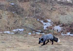 银黑狐养殖(罕见银黑狐现身北京，专家：这不是好事，或威胁当地狐狸生存。)
