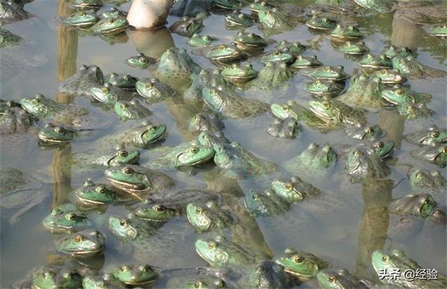 牛蛙养殖条件