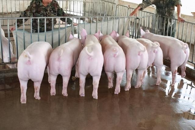 我国养猪“卡脖”之战：9成种猪国外引，37个本土黑猪濒临灭绝