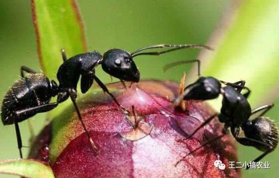 壮阳又健康，养殖小蚂蚁的“大钱景”
