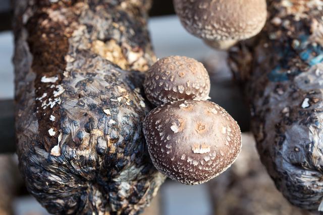 香菇优质高产栽培技术，非常实用，你学会了吗？