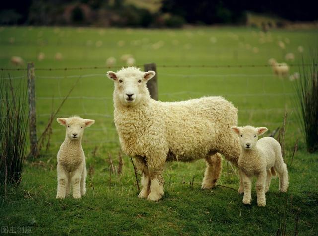 羊的养殖方法，主要有3种