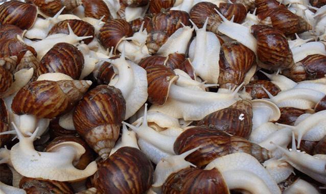 白玉蜗牛怎么养殖？在养殖前要准备什么？你知道吗？