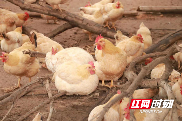 全面实施乡村振兴战略 生态化散养土鸡的致富之路