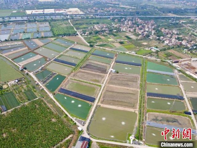 探访广州南沙“蛙鱼共生”生态养殖基地