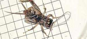 人工养殖蟋蟀(求助，如何正确地喂食蟋蟀，养出一只能打善斗的好蟋蟀。)