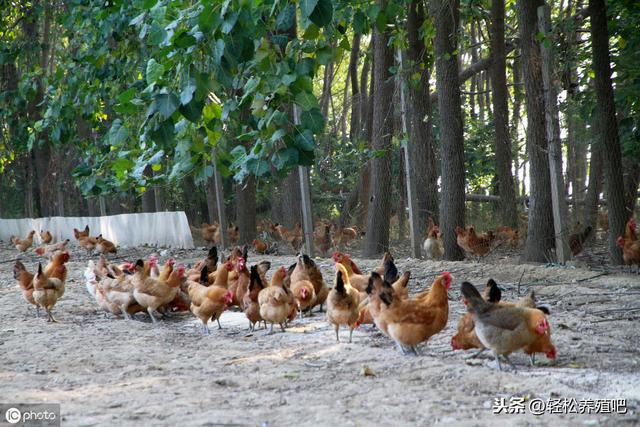 在农村，养500只鸡需要投资多少钱，大概能赚多少钱