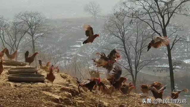 （原创）河北本地鸡，华北柴鸡一只散养鸡的成本与收益！母鸡利润