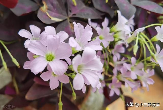 紫叶酢浆草，花叶观赏性绝佳，养殖仅需这五步，简单易上手。