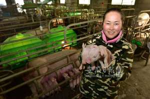 肉羊养殖安徽(来了，安徽省重磅政策稳生猪生产)