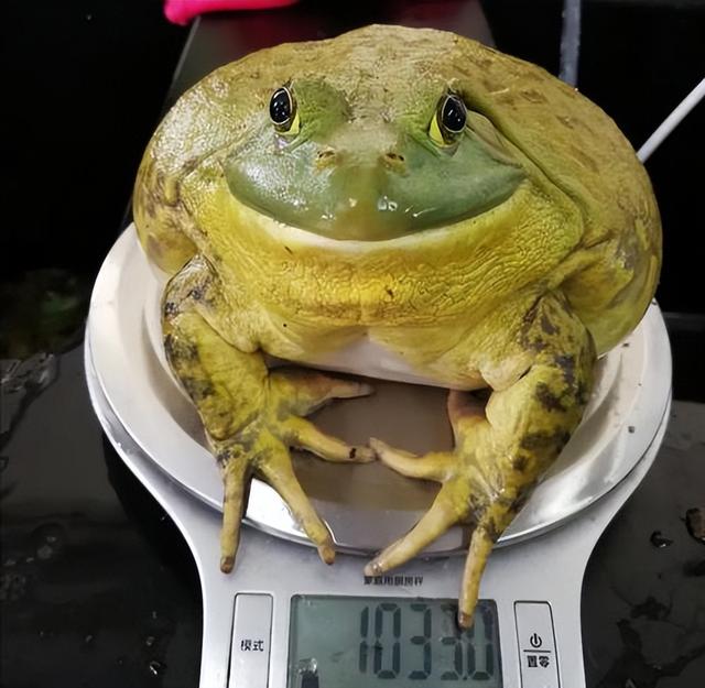 30元买3只牛蛙，扔在水池里养了一年，放干水看是亏了还是赚了？