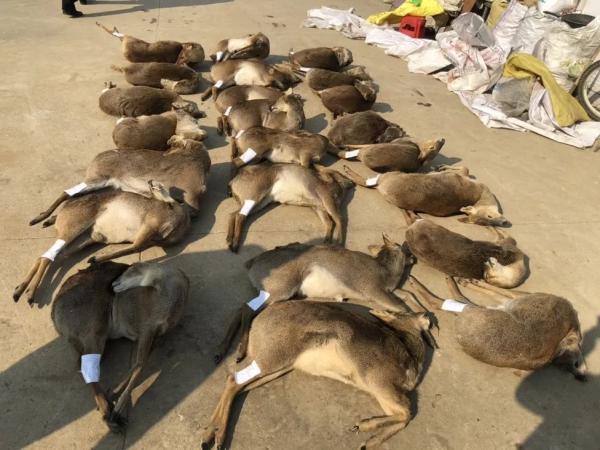 非法猎捕23只獐子！判刑+赔偿野生动物资源损失