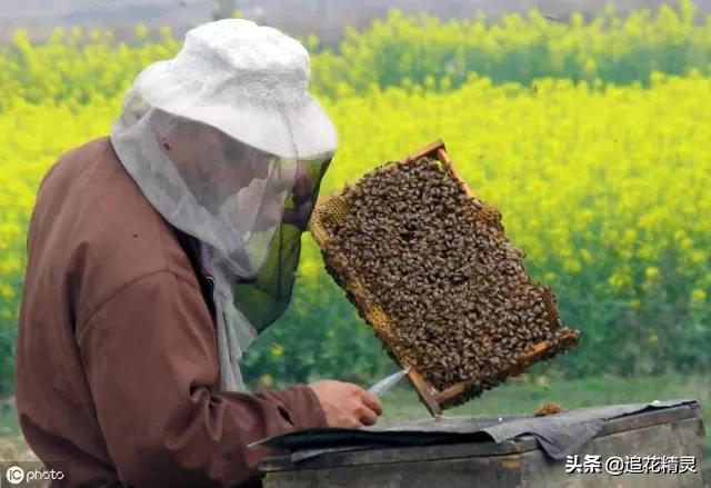看国外优质意蜂蜜是怎样生产出来的，论中国优质意蜂蜜为何难产？