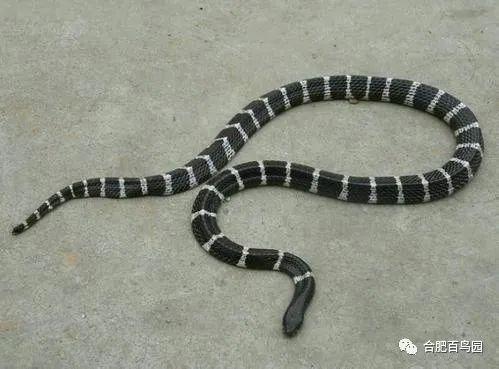 蛇类到底能不能养殖？
