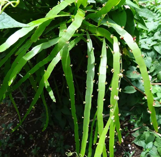 茎被压成蜈蚣一般的竹节蓼，趣味而小众的室内盆栽，便宜且耐养