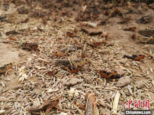 山东数千万只蚂蚱“卖不了、放不下”养殖户渴盼出禁食昆虫名单