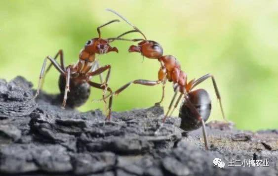 壮阳又健康，养殖小蚂蚁的“大钱景”