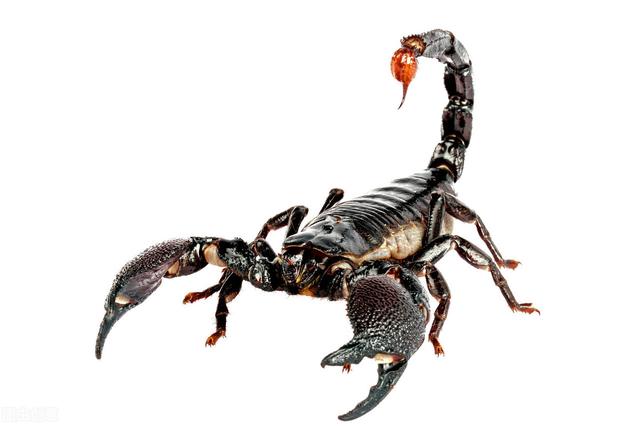 蝎子的人工养殖技术，你了解多少，不妨看看