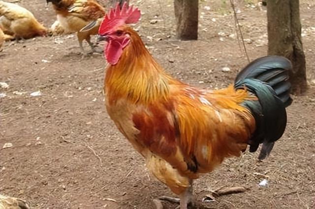 公鸡怎么喂养可以冠红毛亮 公鸡促进生长长得快的方法
