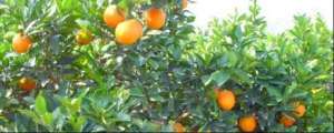 柚子养殖(橙子怎么种植小盆栽)