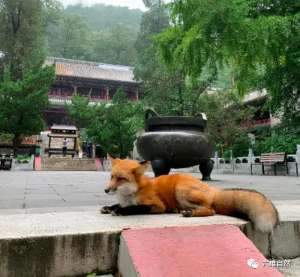 狐狸养殖视频播放(北京潭柘寺出现一只不怕人的赤狐，成为网红灵狐，疑似人工养殖的)