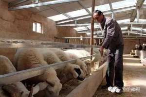 肉羊养殖投资(圈养一只育肥羊到底需要多少钱？看完惊呆了……)