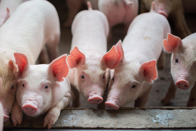 重磅！农业农村部最新公布！事关养猪人2023年生计行情