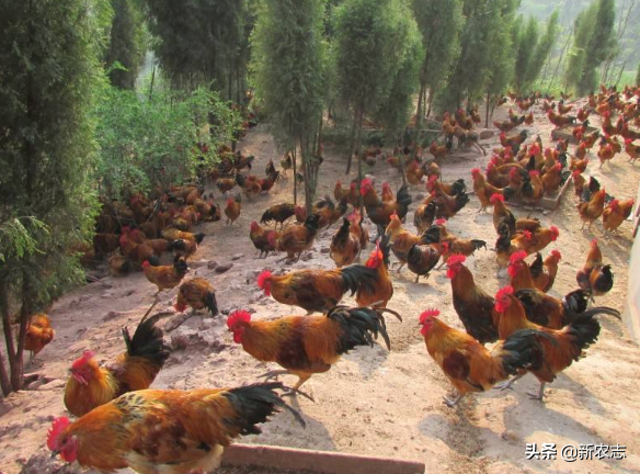 猪肉价格水涨船高，但土鸡悄悄流行，大规模养殖成本多少？