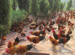 三黄鸡养殖成本及利润(猪肉价格水涨船高，但土鸡悄悄流行，大规模养殖成本多少？)