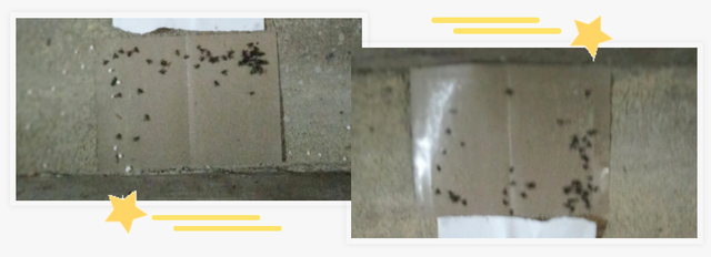 「创澳分享」养殖场苍蝇多是什么原因，有什么办法可以驱避蚊蝇？