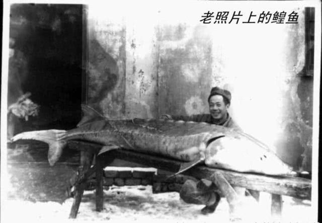 黑龙江消失的鱼种“七里鲋子”能长到100公斤以上