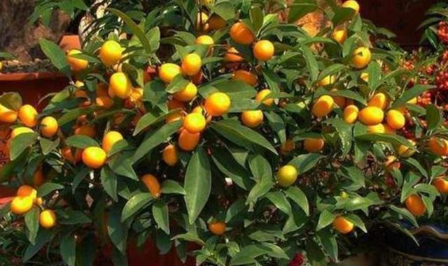 阳台养盆金桔树，牢记养护“技巧”，枝头黄灿灿，挂满“金果果”