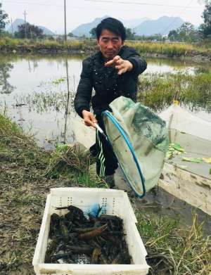 温州对虾养殖(苍南科技养殖——澳洲龙虾上市规模达15亩)