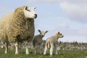 养殖波尔山羊的好处(这三点母羊养殖经验，给我带来了很多益处，也希望能帮到更多人)