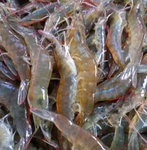 海虾能养殖吗(同样是虾，人工养殖虾和野生海虾有何区别？哪个更好？以后别乱买)