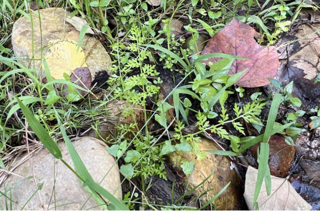 极为稀缺！深圳中心城区首现野生水蕨种群