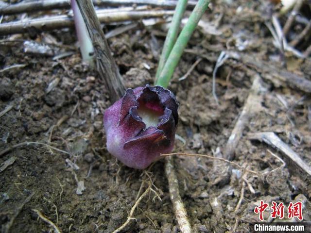 广西发现植物新种“卵药蜘蛛抱蛋”
