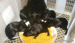 广东黑豚养殖(养3个月即可上市，以前50元1斤供不应求，如今成了热门宠物没人吃)