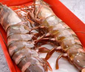 养殖虾与海虾的区别(老渔民说出海鲜内幕海虾与养殖虾的最大区别，原来如此)