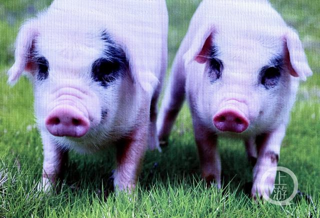 两大项目补齐荣昌猪产业集群短板 让全国消费者都能买到、吃到高品质的重庆荣昌猪肉