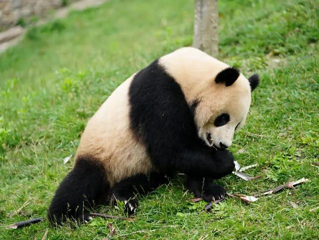一对雄雌大熊猫来武汉，名叫“武林”、“盟盟”，今年4岁