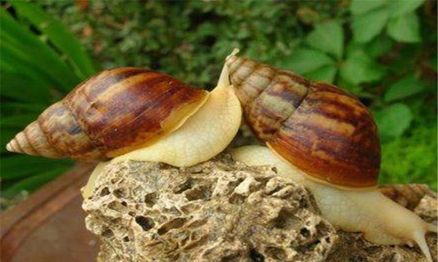白玉蜗牛怎么养殖？在养殖前要准备什么？你知道吗？
