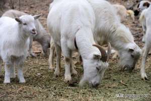 吉林波尔山羊养殖场(养100只羊需要多少成本？一年能赚多少钱？我们来计算一下)